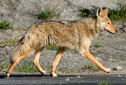 Coyote